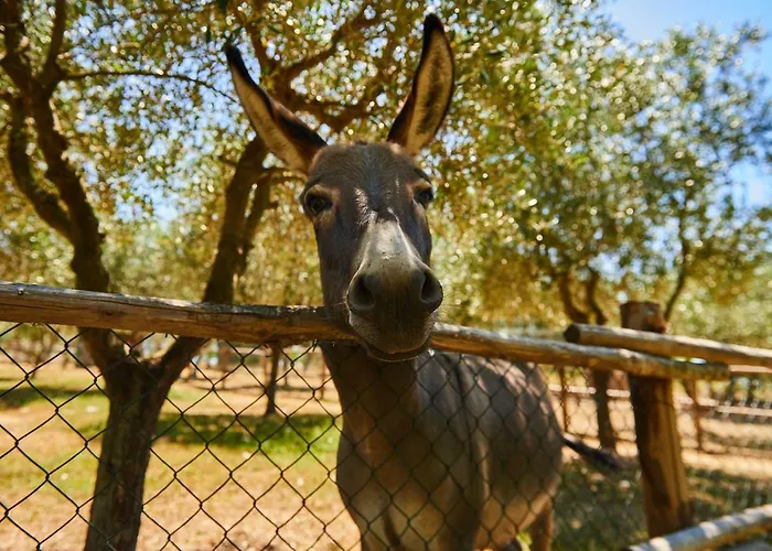 Casale Di Valle 팜스테이 빈치