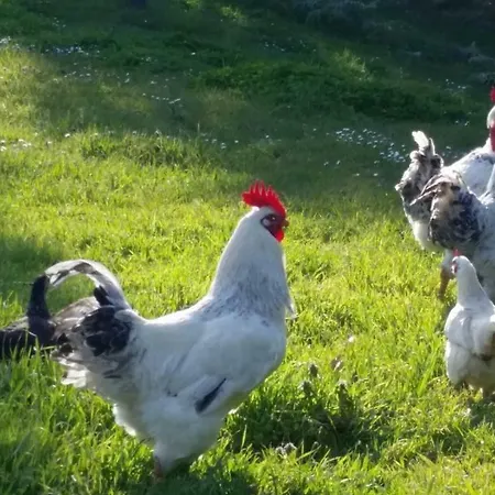 Casale Di Valle Vakantieboerderij Vinci